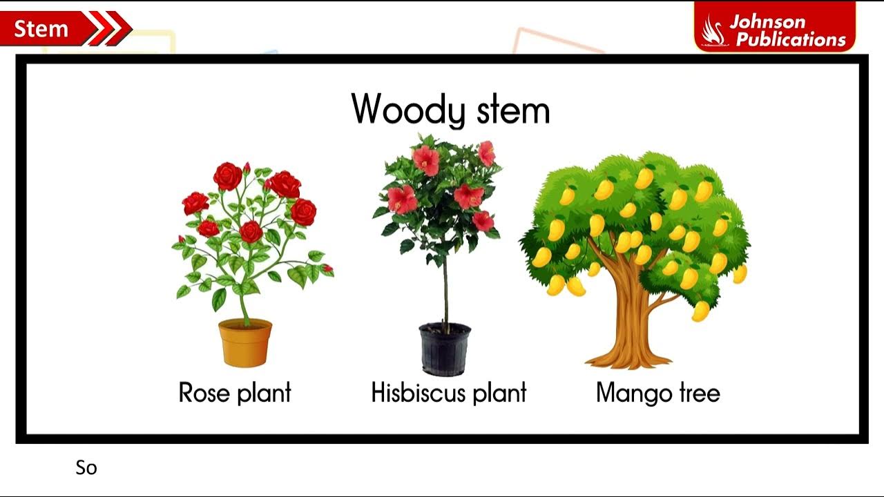 The World of Plants Grade 3 EVS chapter Johnson Publications