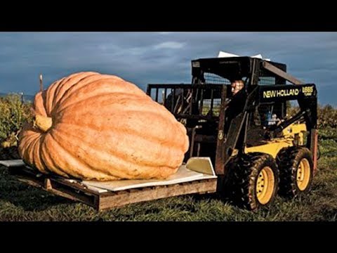 World Amazing Pumpkin and Squash Field Fertilizing Modern Agriculture Mega Machines Harvesters