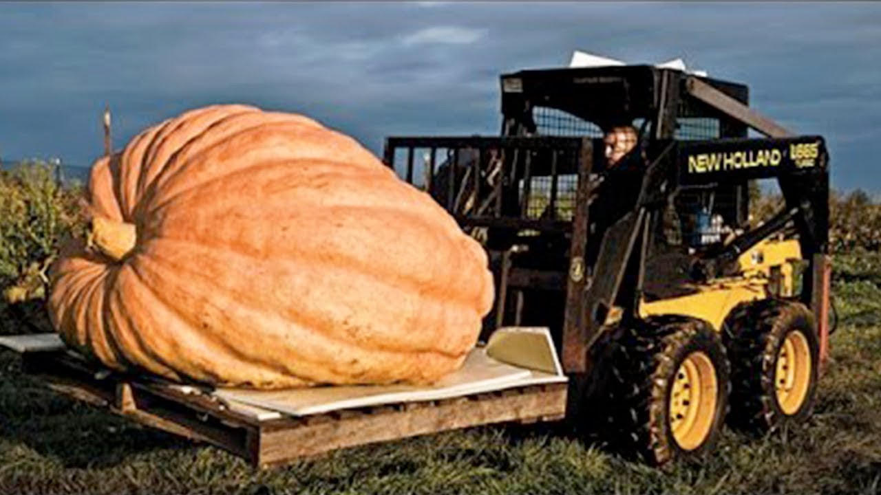 World Amazing Pumpkin and Squash Field Fertilizing Modern Agriculture Mega Machines Harvesters - YouTube