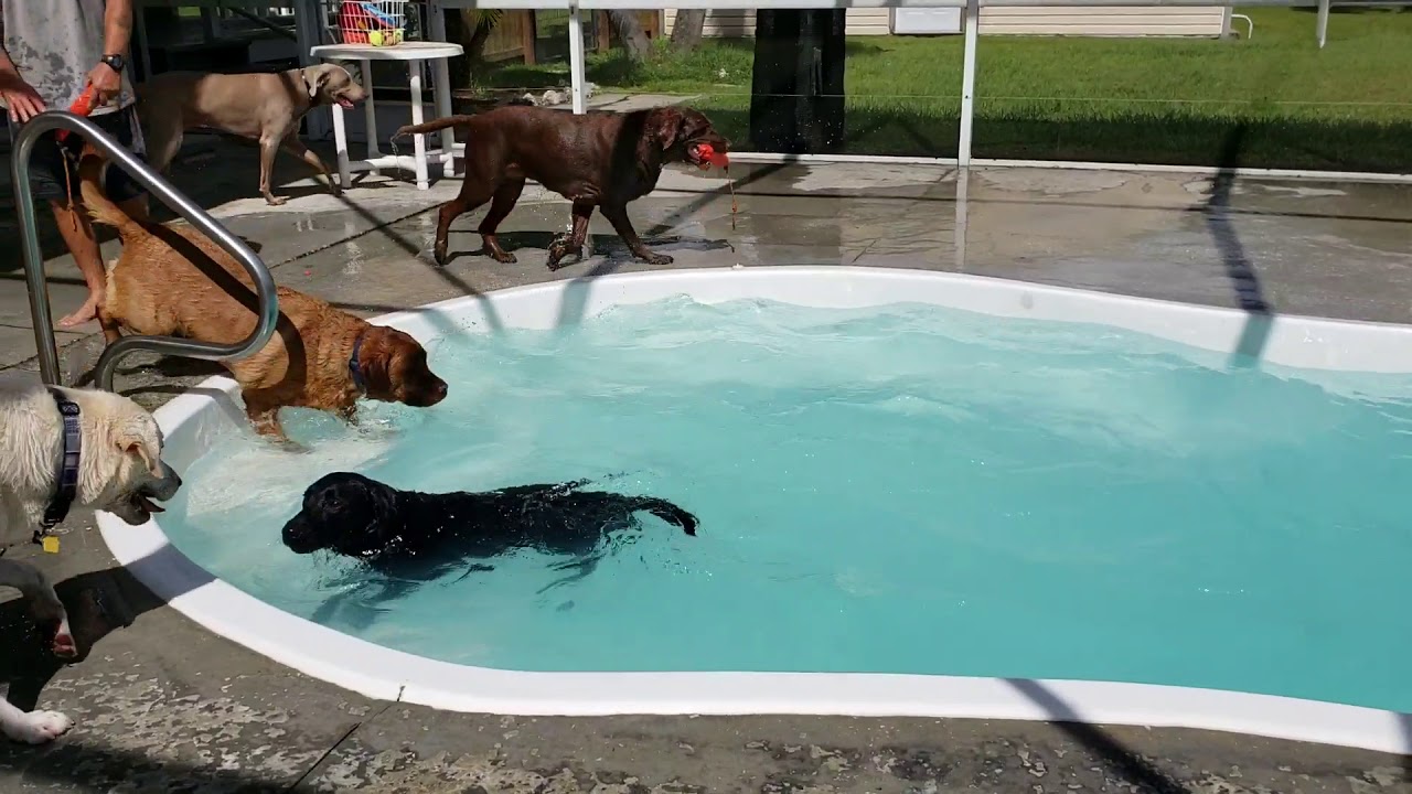 Saturday Pool Pawty