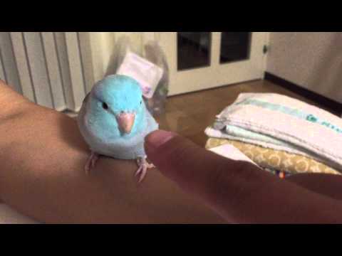 眠い眠いマメルリハ