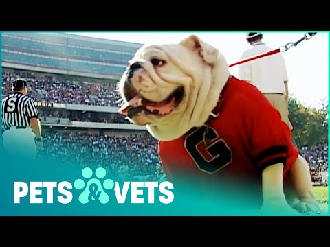 UGA THE BULLDOG THAT WON THE HEART OF THE NATION