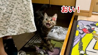女友達の帰宅をお出迎えしたのにスルーされて大激怒してしまった猫w