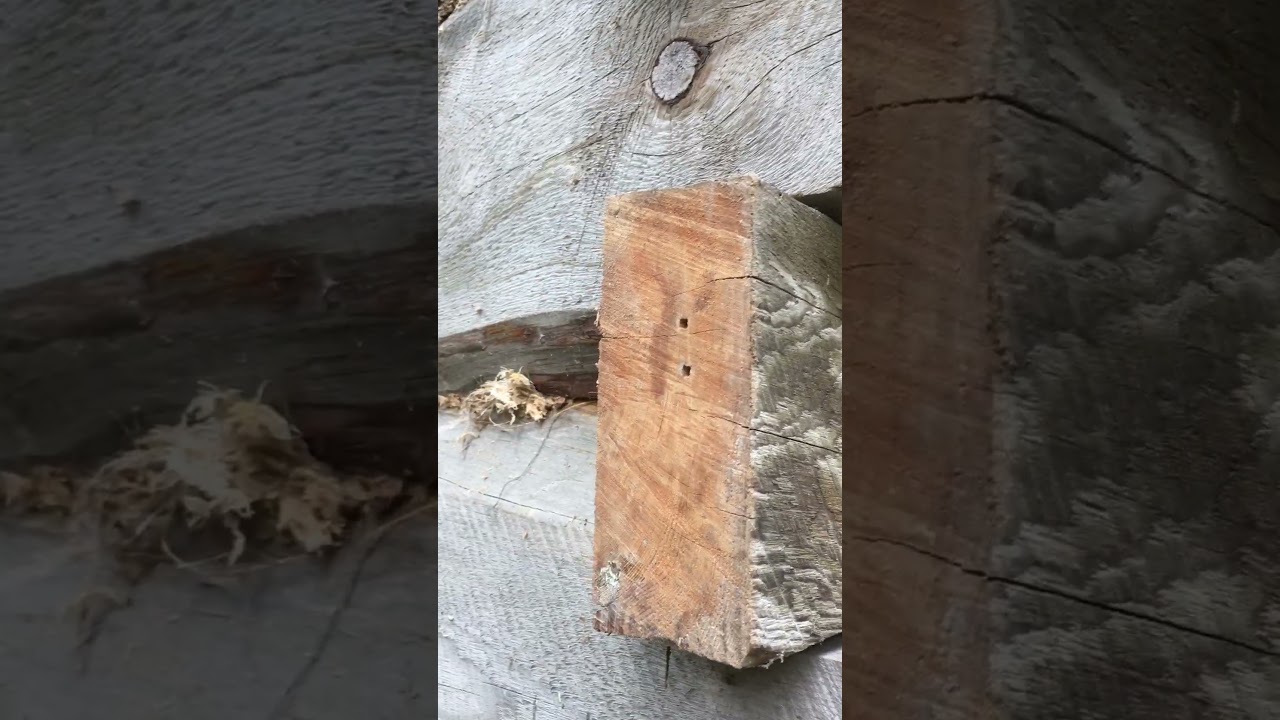 Hundre år gammel alfure. Heartwood of a century old pine.