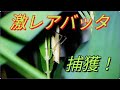久々にオオクサキリ産地に行って捕ってきた