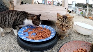 魚を貰えなかった猫達が猫レストランでカリカリを食べる