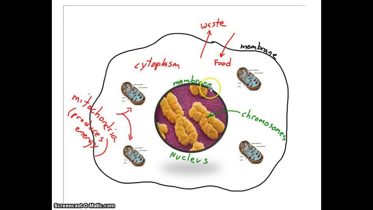 bacteria animal plant cells