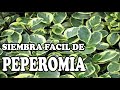 PEPEROMIA COLGANTE (Peperomia spp)