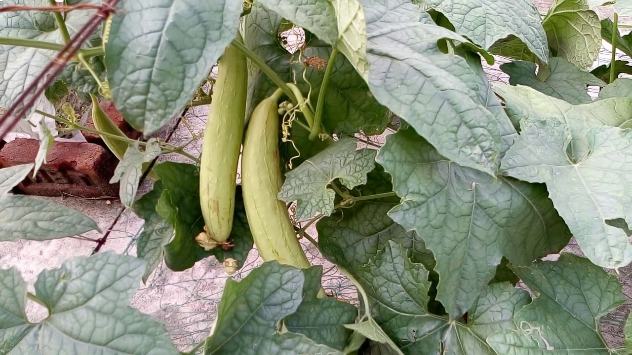 Organic sponge gourd cultivation on the roof.(ছাদে স্বল্পপরিসর জায়গায়