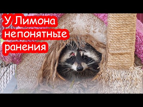VLOG У Лимона непонятные ранения