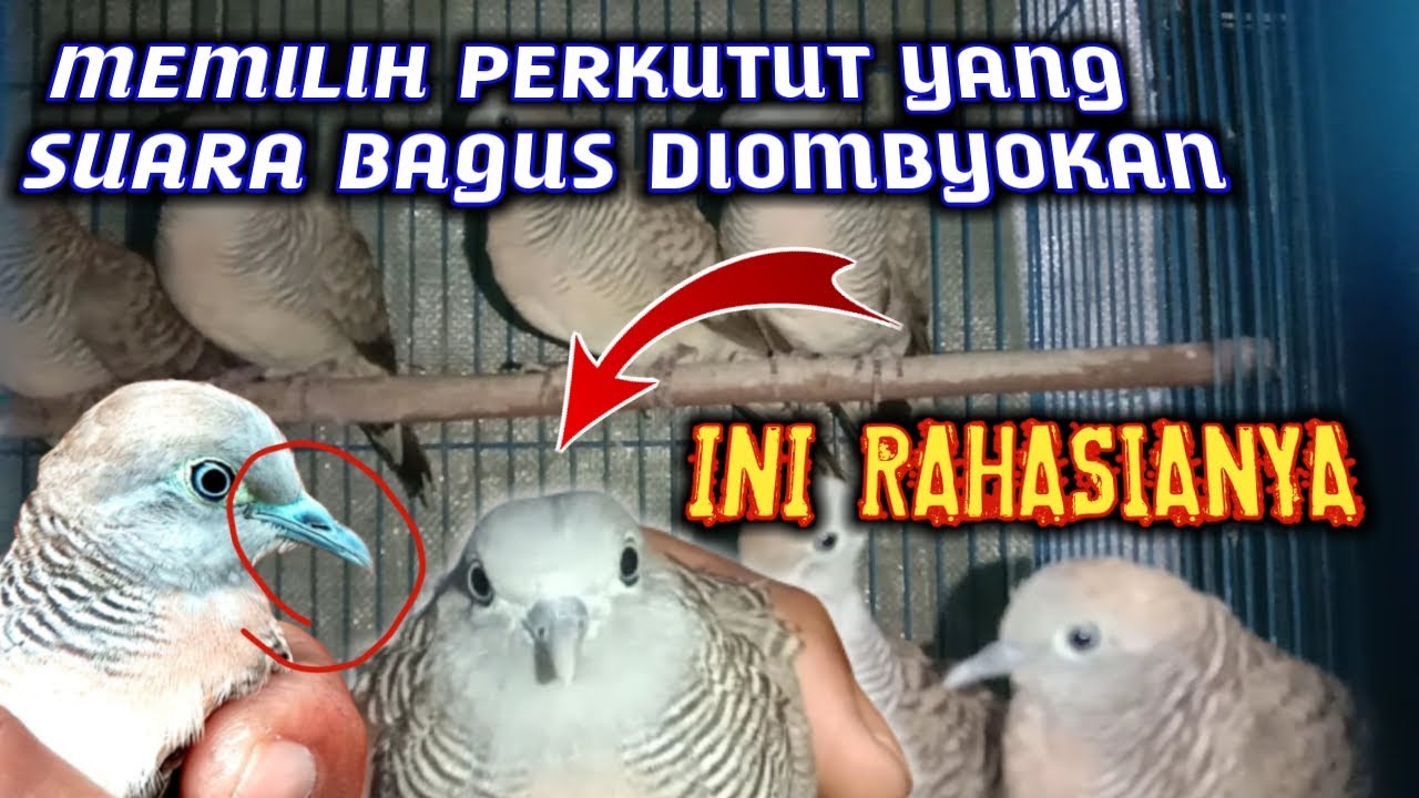 Memilih perkutut yang suara bagus diombyokan