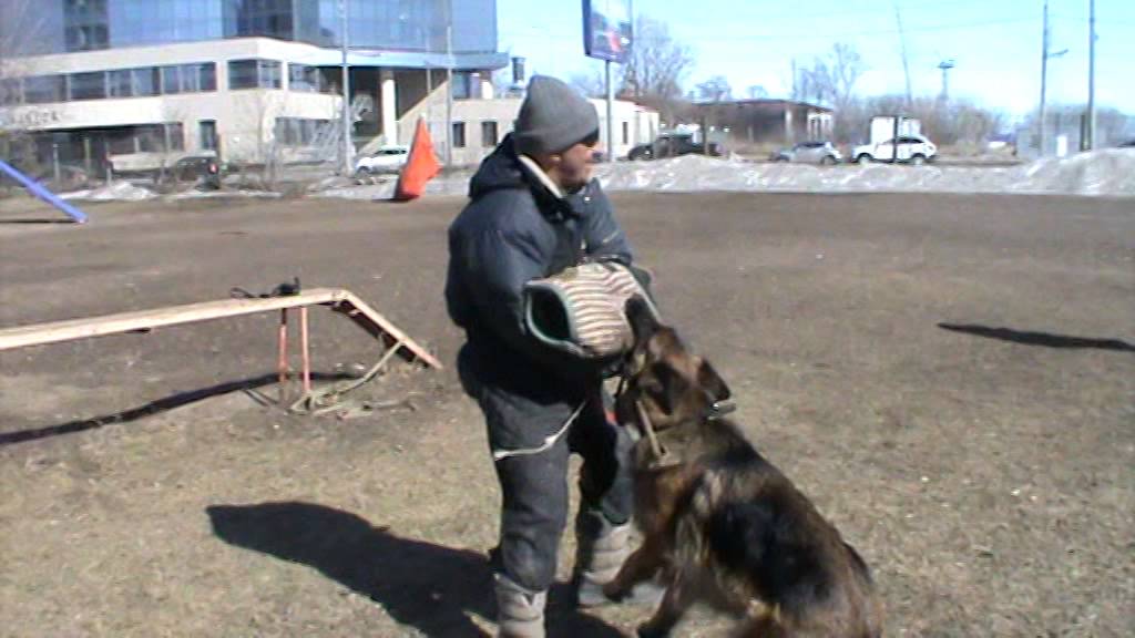 Антенор хоф майбах