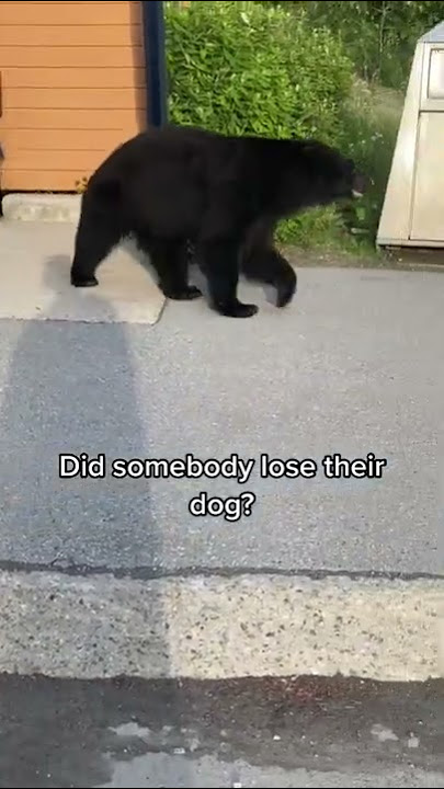 Black Bear Joins Lunchbreak