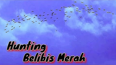 Hunting Belibis