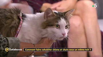 Comment faire pour faire cohabiter un chien et un chat