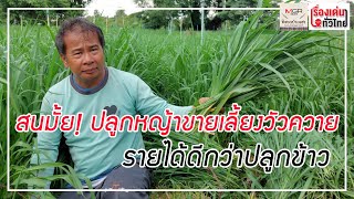 สนมั้ย! ปลูกหญ้าขายเลี้ยงวัวควาย รายได้ดีกว่าปลูกข้าว : เรื่องเด่นทั่วไทย