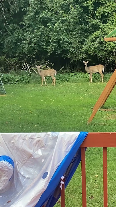 Gang gang deer’s 🦌🦌