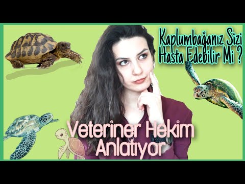 Video: Evdeki Akdeniz kaplumbağası: açıklama, içerik özellikleri ve ilginç gerçekler