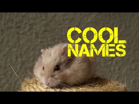 male-hamster-names-beginning-with-u---youtube