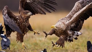 Eagle Attacks Wolf, Cat, Cangaroo,Dog,Other Animals Animal Attack Video Compilation