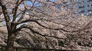 目黒川沿い20210323#4