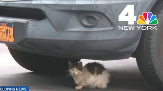 Long Island vet hoarded over 200 birds, other animals at her home | NBC New York