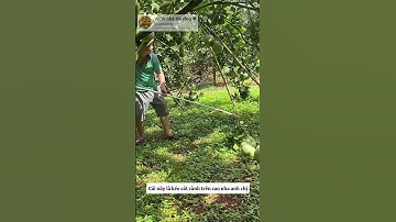 kéo cắt cành trên cao xịn xò #garden #videoviral