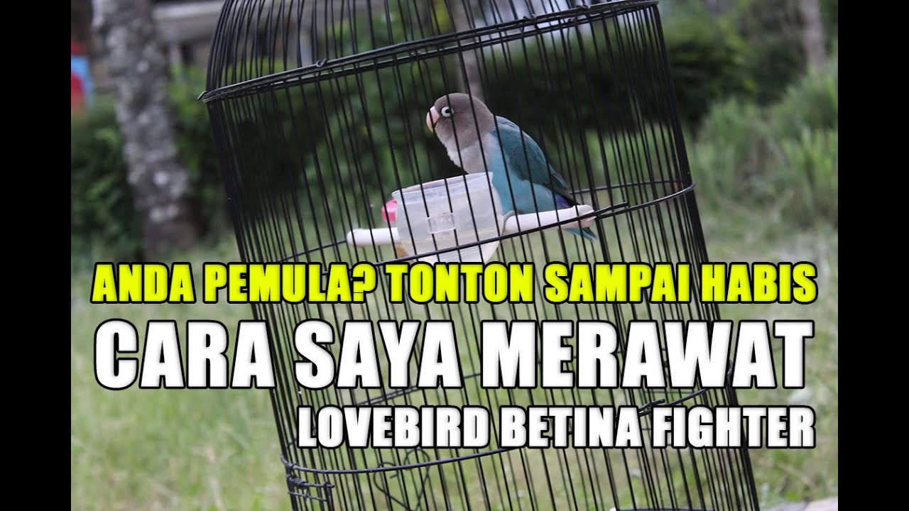 Perawatan Lovebird Betina Single Fighter Pakai Pakan Kenceng Dongkrak Gacor Youtube