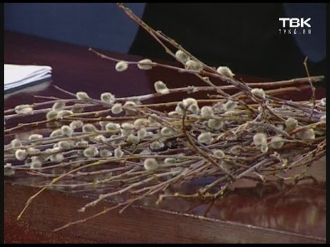 Советы ландшафтного дизайнера: что такое верба