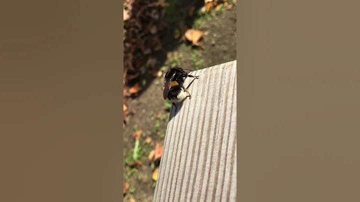 #germany #bee