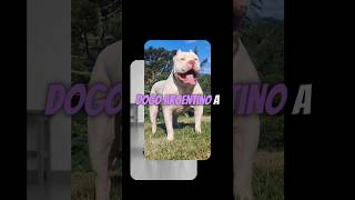 5 Dogs Banned in America #facts #dog
