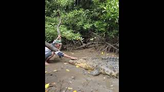 momen langka kepala buaya riska di elus2 di atas darat ‼️ambo makin akrab