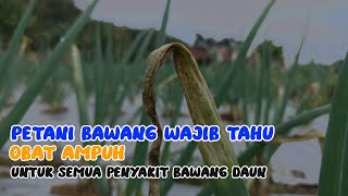 Mudah sekali !! 3 Penyakit bawang daun hanya 1 obat/Fungisida