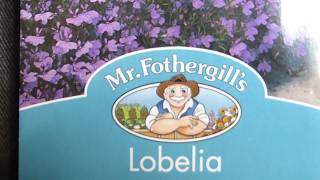 Lobelia Seeds - Lobelia Erinus - Brúðarauga - Blómafræ - Sumarblóm