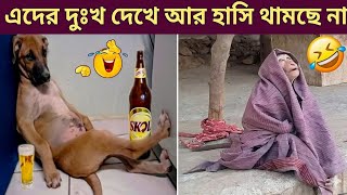 Funny Animals Activities 😂 | Funny Animals Video Part 1 | Jk Info | Mayajaal