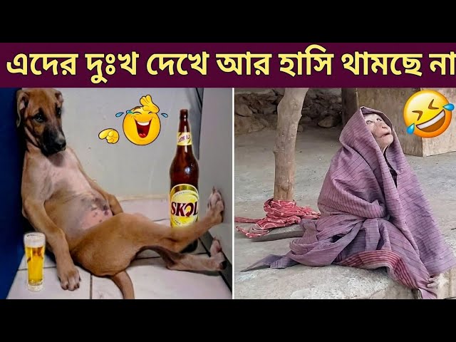 পশুদের মজার কর্মকান্ড  😂 | Funny Animals Video Part 1 | Jk Info | Mayajaal