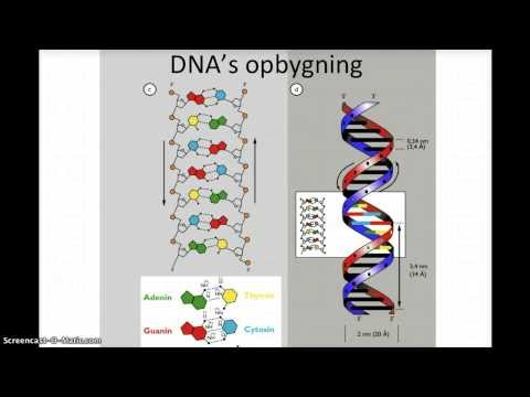 Video: Genduplikation Og Fragmentering I Zebrafinkens Vigtigste Histokompatibilitetskompleks