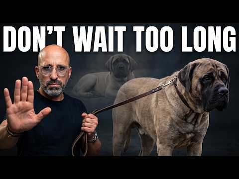 Your Mastiff Is Becoming More Serious - Here's What to Do