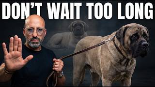 Your Mastiff Is Becoming More Serious — Here’s What to Do