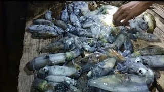Saking banyak cumi warga sekampung udah bosan makan cumi
