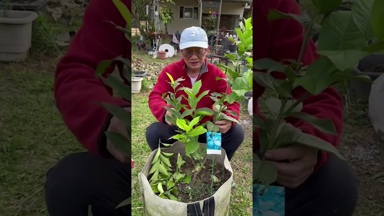 檸檬樹從小就要剪枝