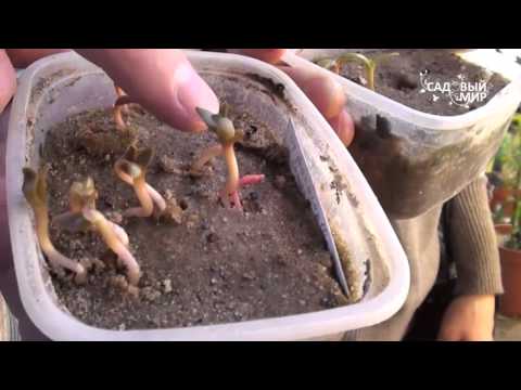 Кактусы из семян  Опунция