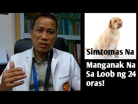 Video: Paano mo masasabi kung gaano kalayo ang kasama ng isang buntis na aso?
