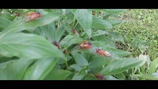 cicadas awakening in west ky 2024. by hotrods woodshed 12 views 12 days ago 5 minutes, 2 seconds