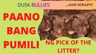 Hirap kang pumili ng pick of the litter? Watch this!