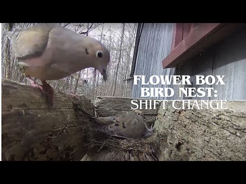 Flower Box Bird Nest - Mourning Dove - Shift Change