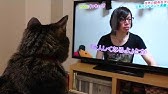 ハイジ ネコ2 Youtube