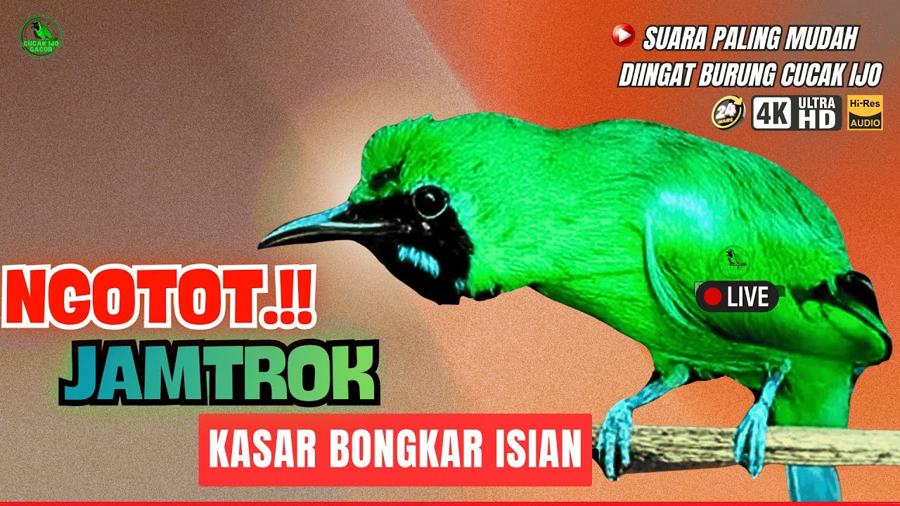 🔴DIJAMIN MASUK ! MASTERAN CUCAK HIJAU FULL ISIAN TEMBAKAN KASAR ...