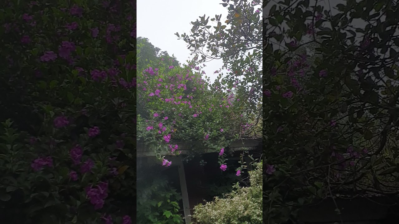 Bumper blooms of Saritaea magnifica 