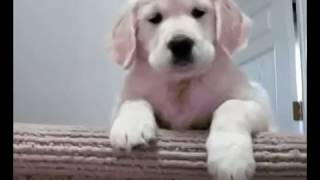 Cute Golden Retriever Puppy - Lindos Cachorritos by Invisible Power 16 views 7 years ago 3 minutes, 11 seconds